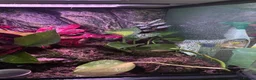 Frog reptiles for sale: Breeding pair of vittatus dart frogs with setup  in Barnsley - Advert 4