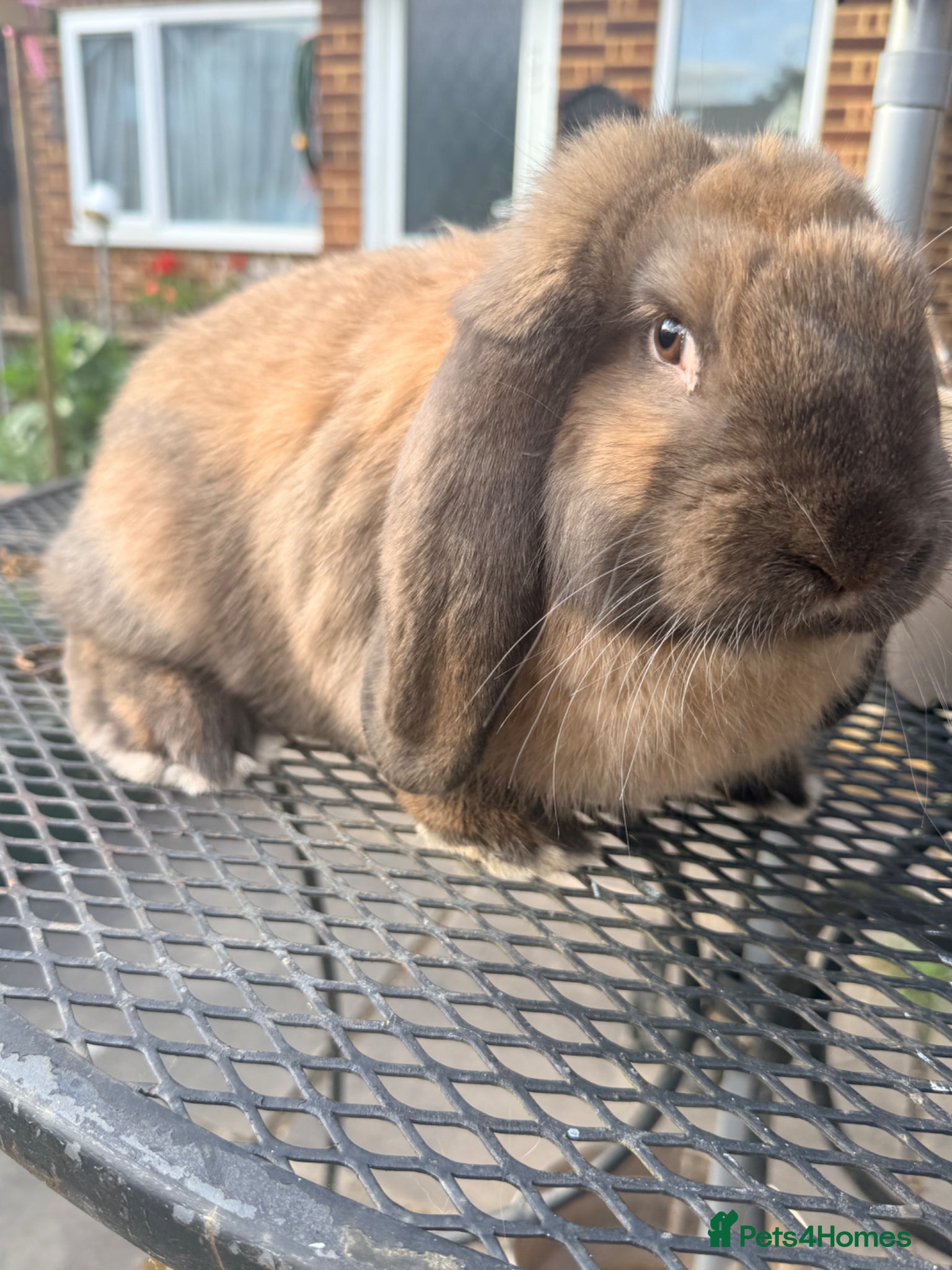 French Lop rabbits 1 Male Giant French Lop Bunny🐰 - Advert 7
