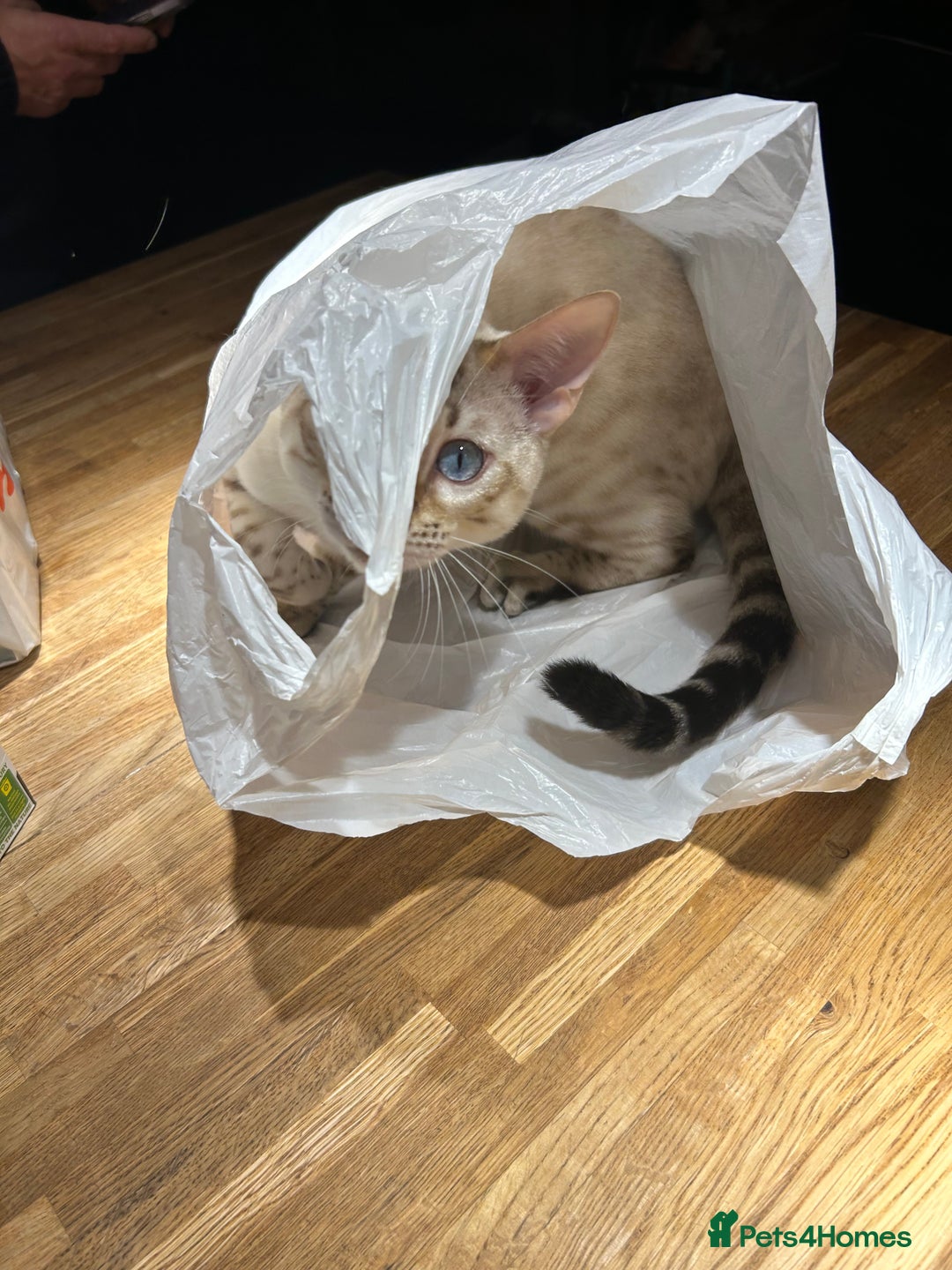 Bengal cats for stud: Beautiful bengal for stud in Hull - Image 8