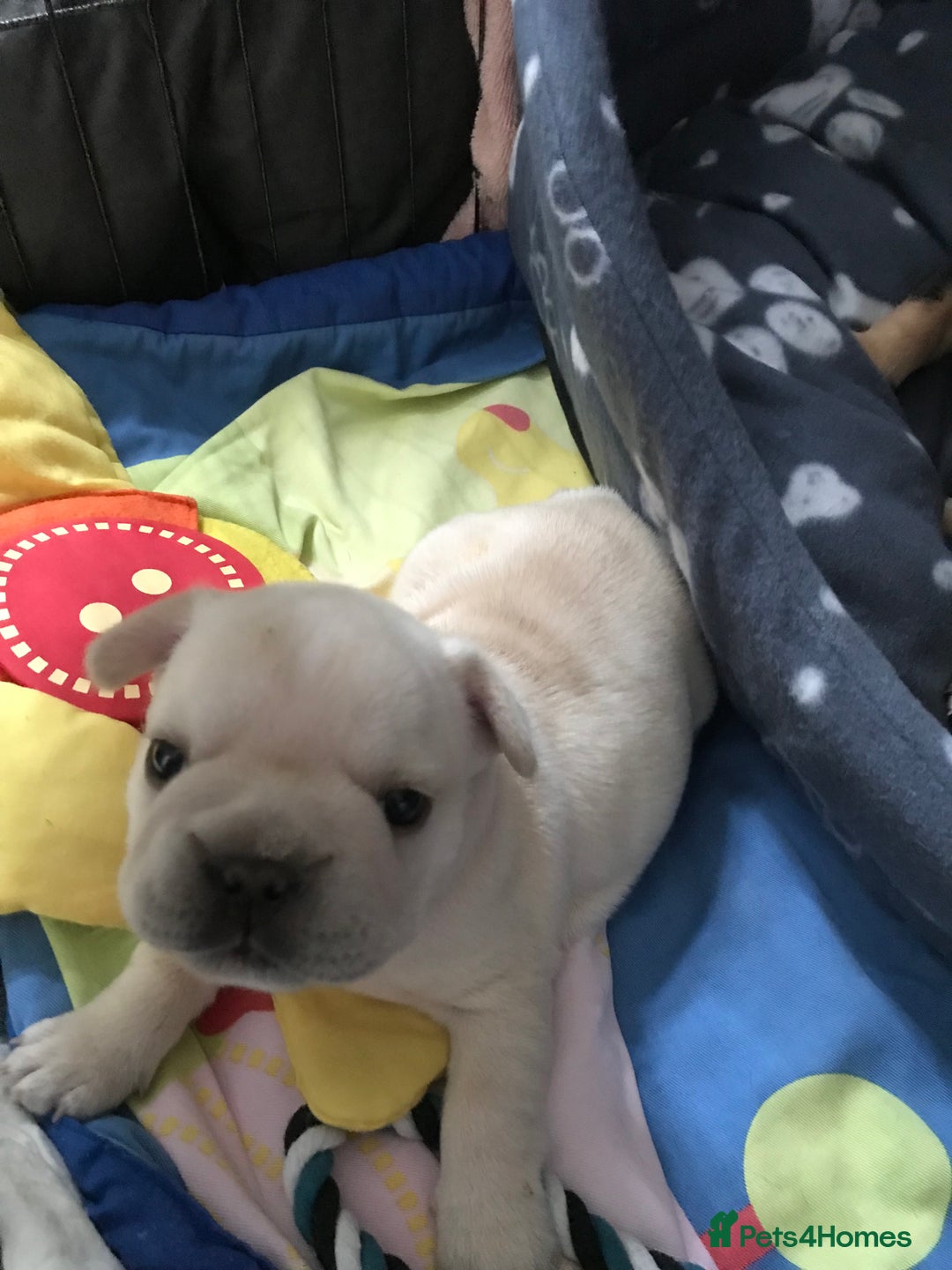 French Bulldog dogs for sale:  French bulldogs from £850 to £1700 in Liverpool - Image 22