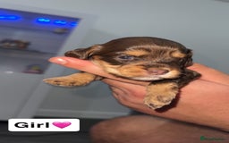 Mixed Breed dogs for sale: Cockalier Puppies🐶 - Image 6