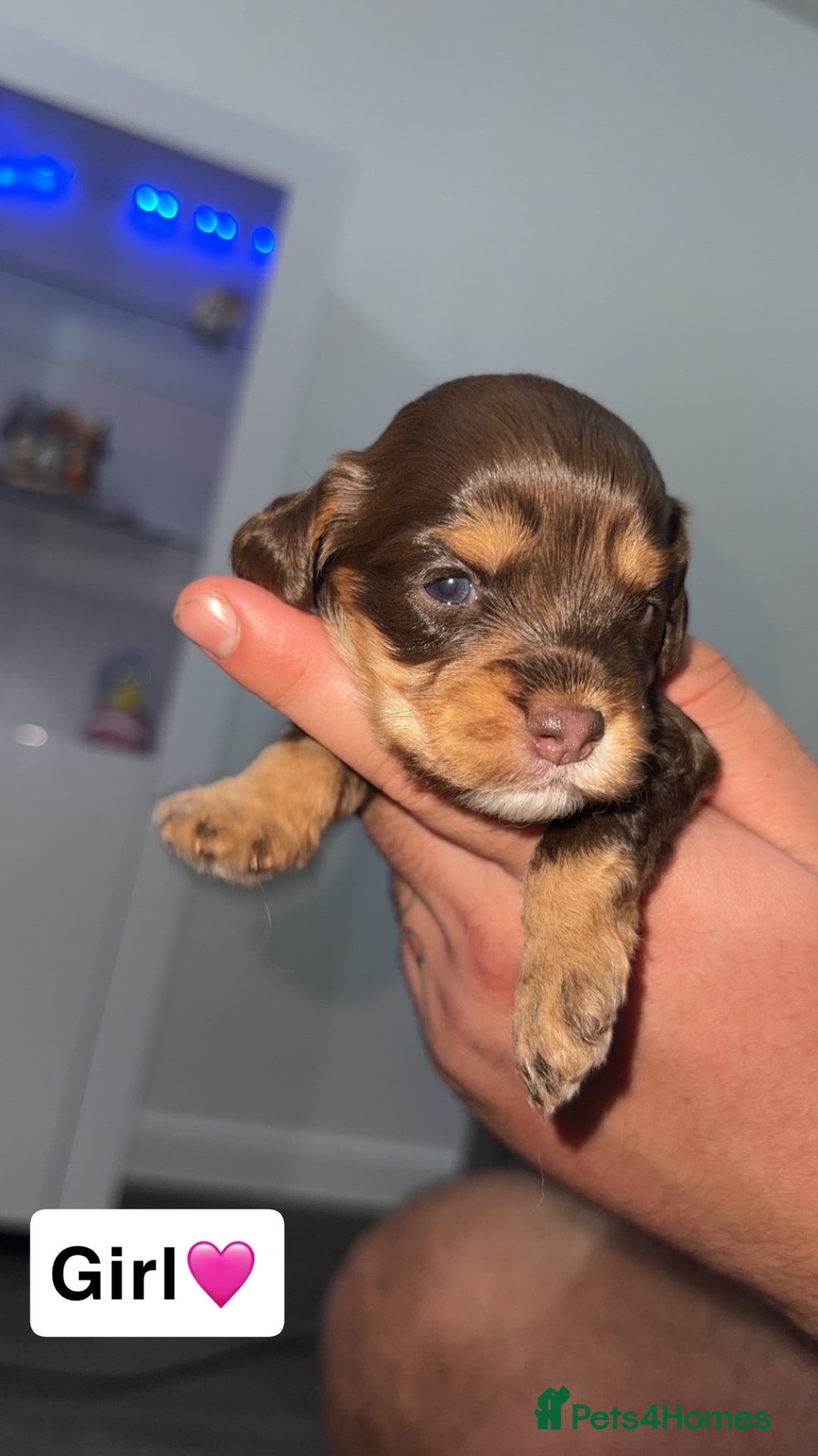 Mixed Breed dogs for sale: Cockalier Puppies🐶 - Image 6