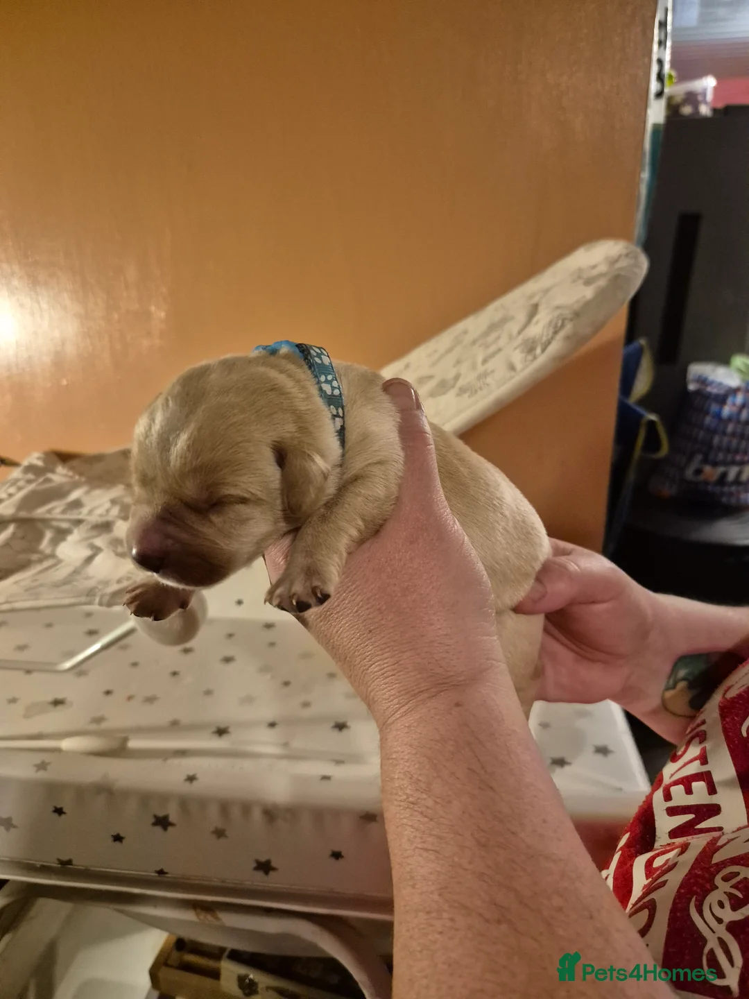 Labrador Retriever dogs for sale: Pedigree KC registered labrador pups. - Advert 17