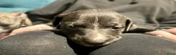 Mixed Breed dogs for sale: Italian greyhound x whippet pups - Advert 10