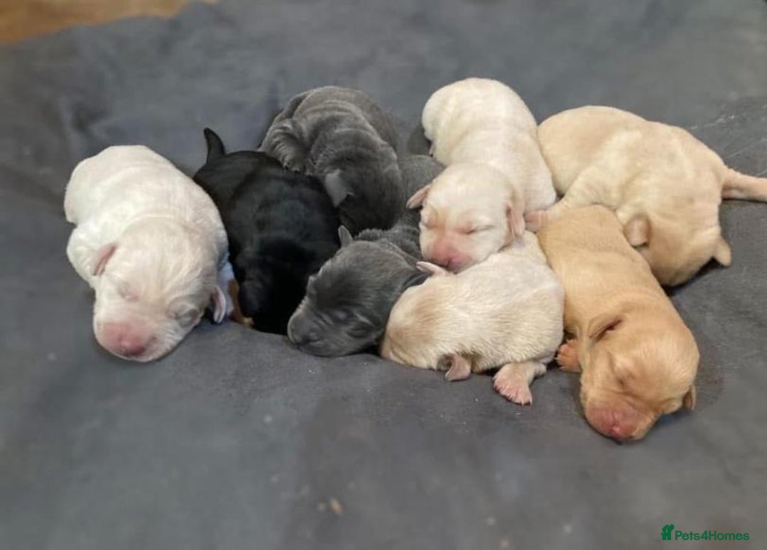 Labrador Retriever dogs for sale: gorgeous homes Labrador puppies - Image 7