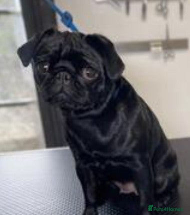 Pug dogs Female black pug  - Advert 2