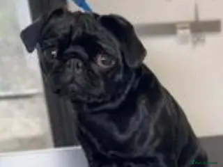 Pug dogs Female black pug - Advert 9