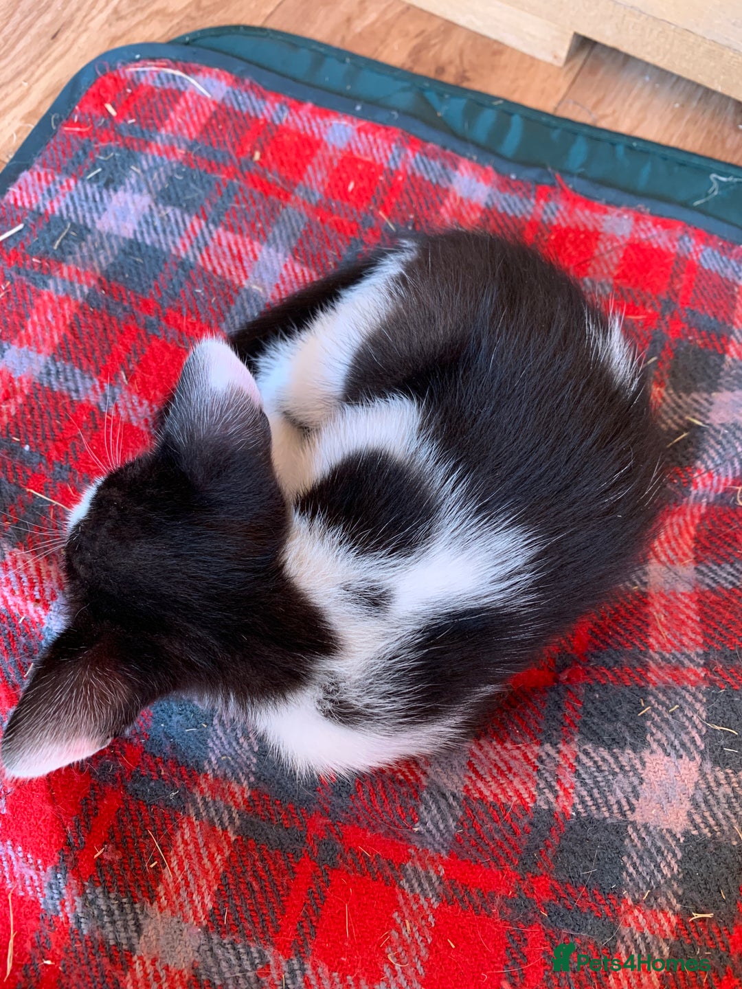 Siamese cats for sale: 2 half Siamese kittens  - Image 18
