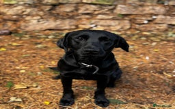 Labrador Retriever dogs for sale: Stunning black detection lab - Image 3
