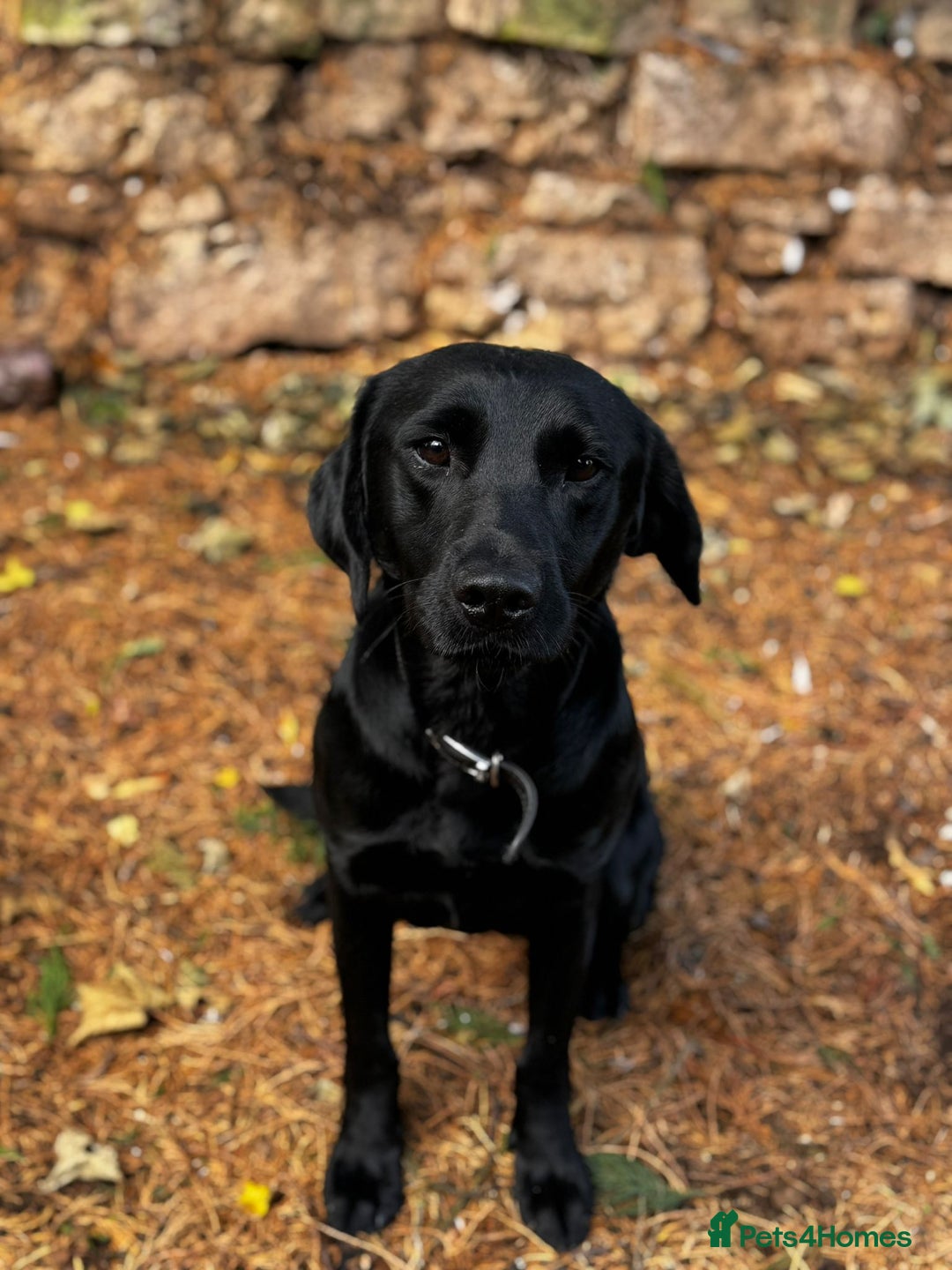 Labrador Retriever dogs for sale: Stunning black detection lab - Image 3