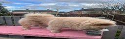 Chow Chow dogs for stud: Cream KC Chow Chow - 100% Proven Stud - Advert 10