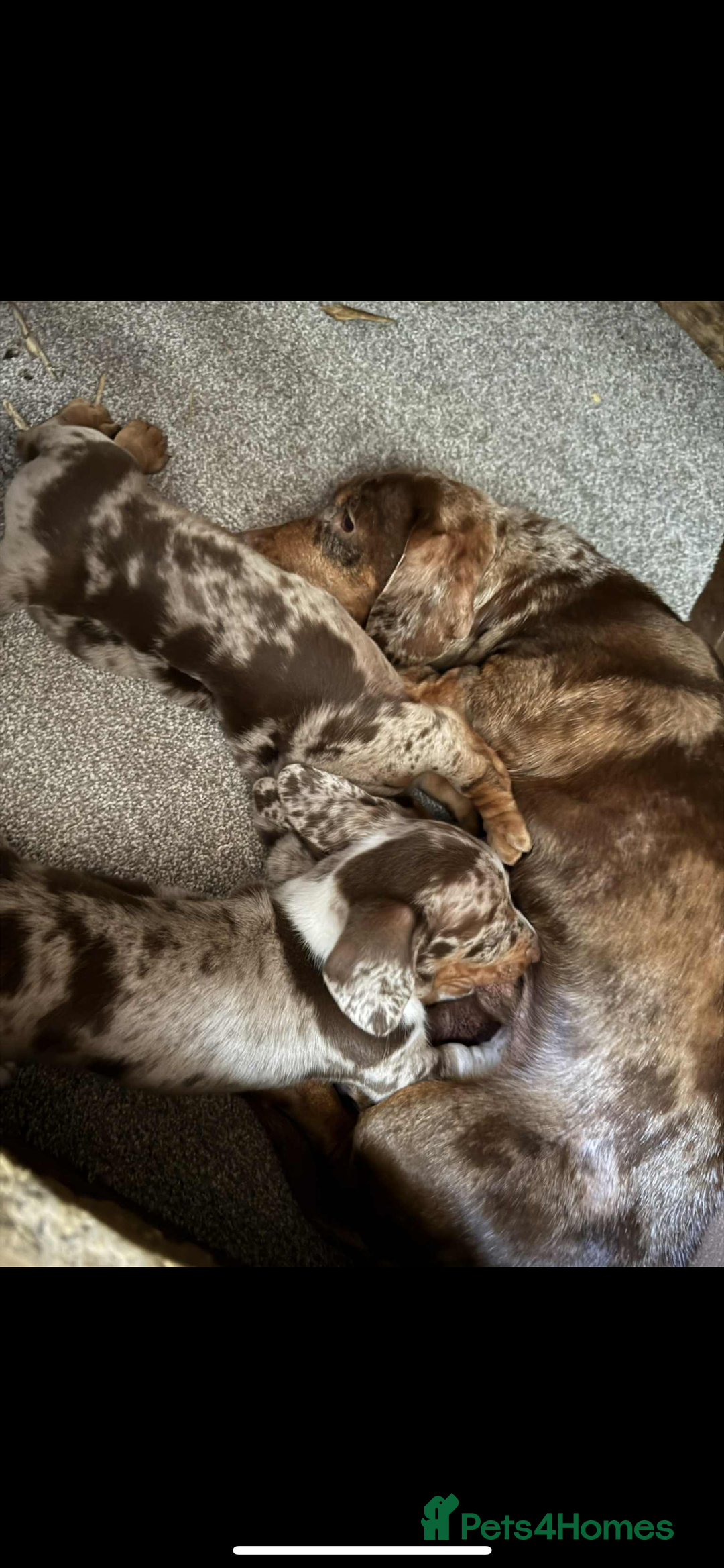 Dachshund dogs for sale: Dachshund - Image 1