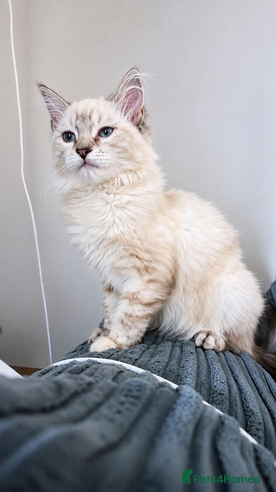 Ragdoll cats Stunning Chocolate Tortie Ragdoll - Advert 1