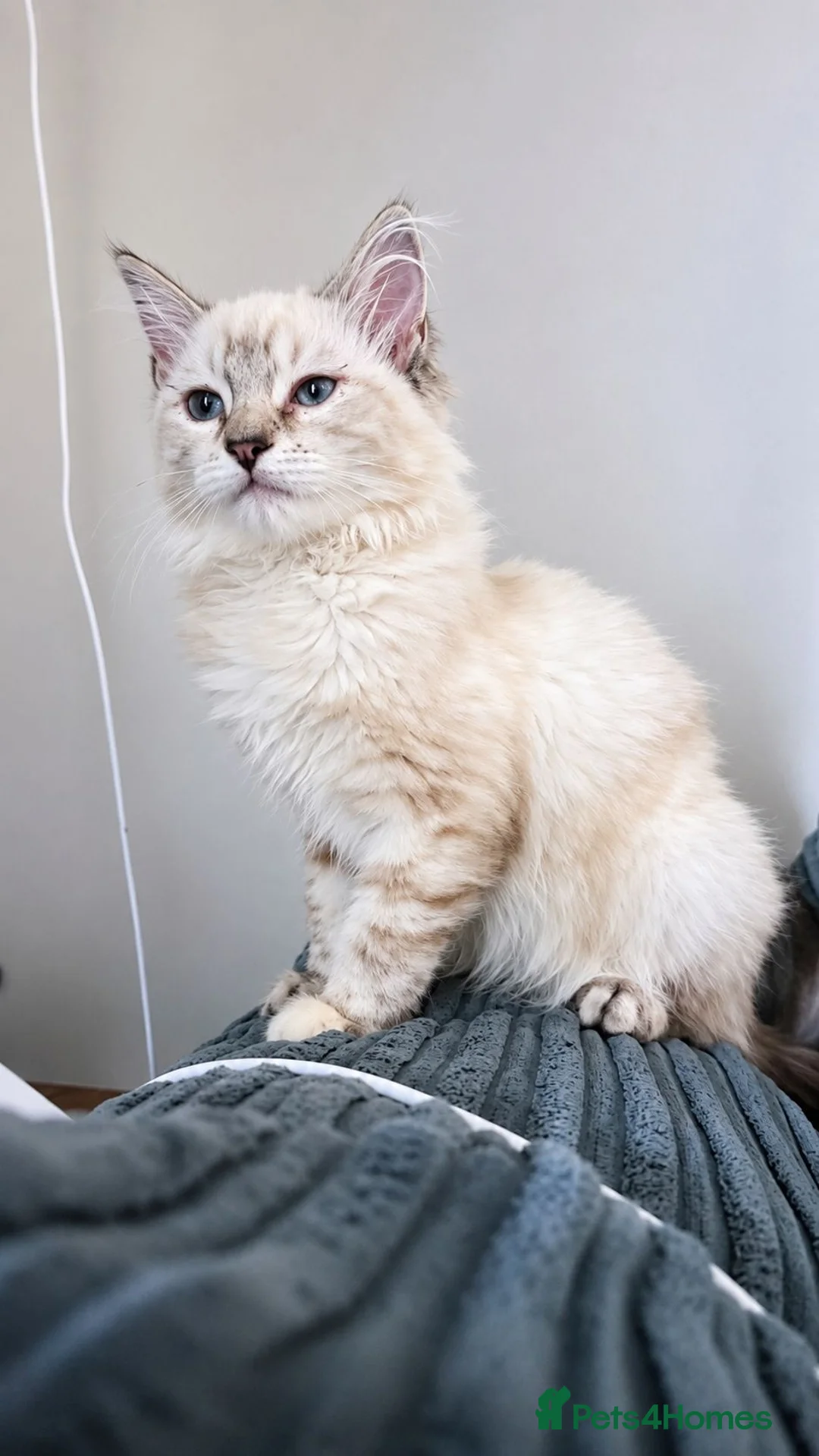 Ragdoll cats for sale: Stunning Chocolate Tortie Ragdoll - Advert 1