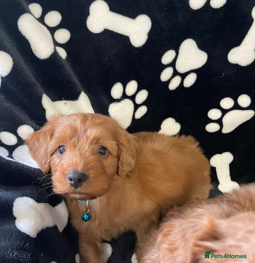 Cockapoo dogs for sale: Stunning Fox Red f1 cockapoo puppies  - Image 8