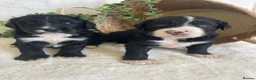 Bernedoodle dogs for sale: STUNNING BERNEDOODLES - Advert 1