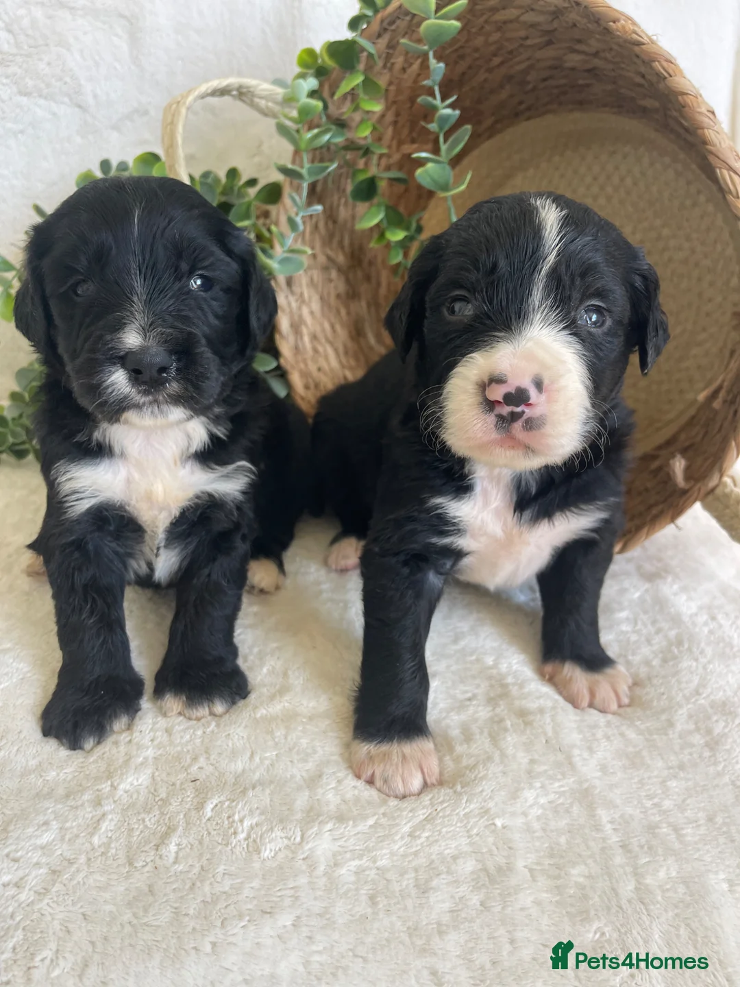 Bernedoodle dogs for sale: STUNNING BERNEDOODLES - Advert 1