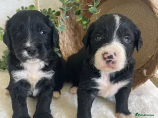 Bernedoodle dogs for sale: STUNNING BERNEDOODLES - Advert 1