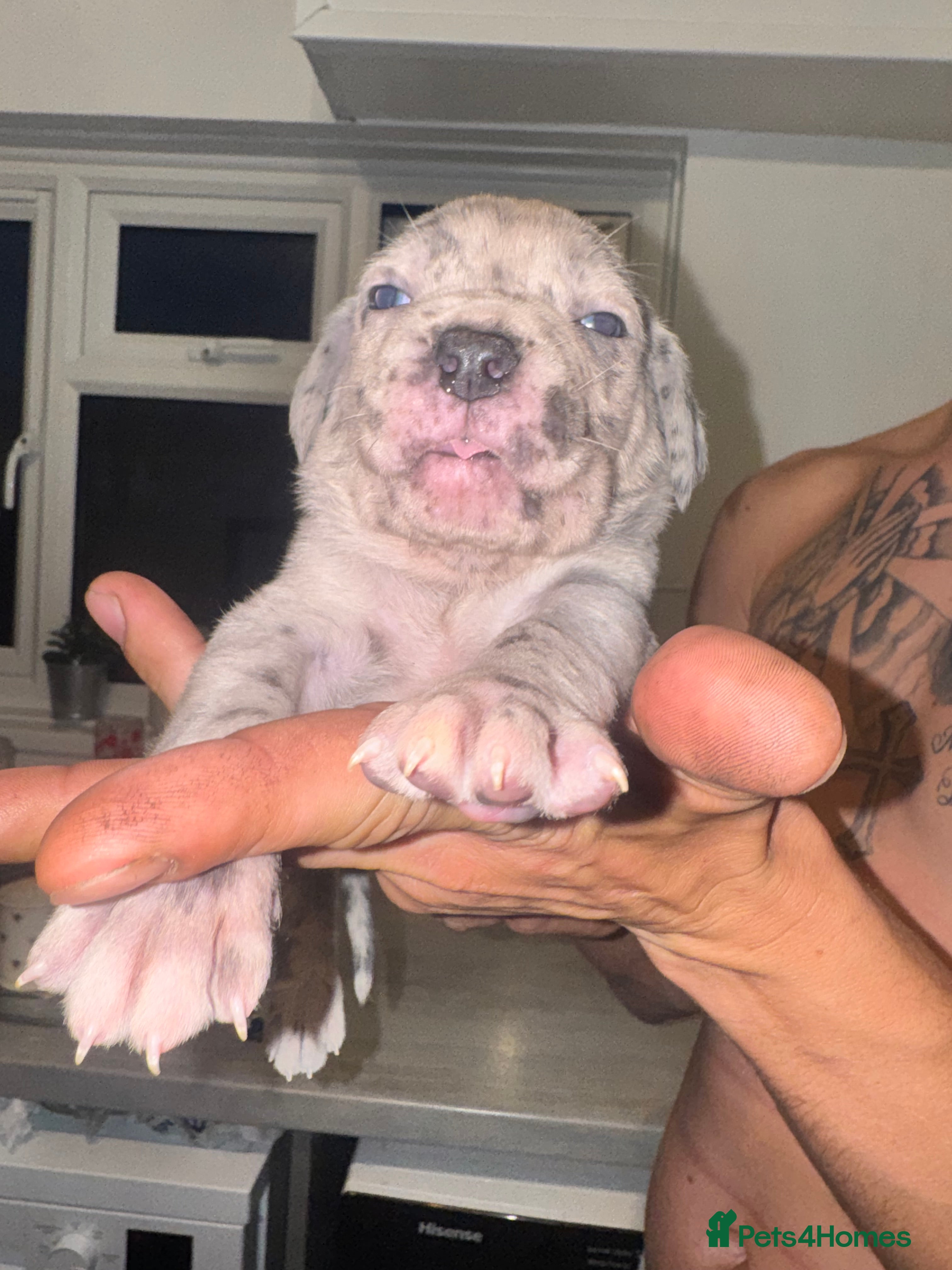 Cane Corso dogs Beautiful litter of cane corso  - Advert 16