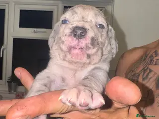 Cane Corso dogs Beautiful litter of cane corso - Advert 3