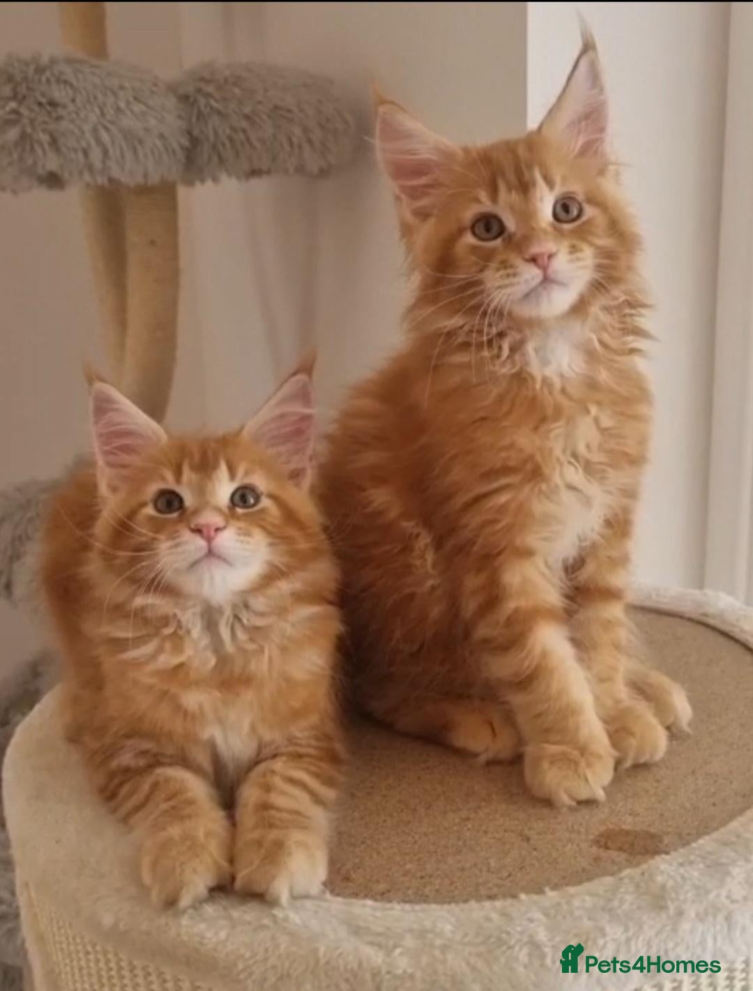 Maine Coon cats 2 Beautiful Kittens looking for forever homes - Advert 2