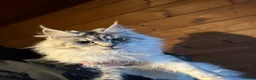 Maine Coon cats for sale: Maine coon girl looking for 5 star home  - Advert 2