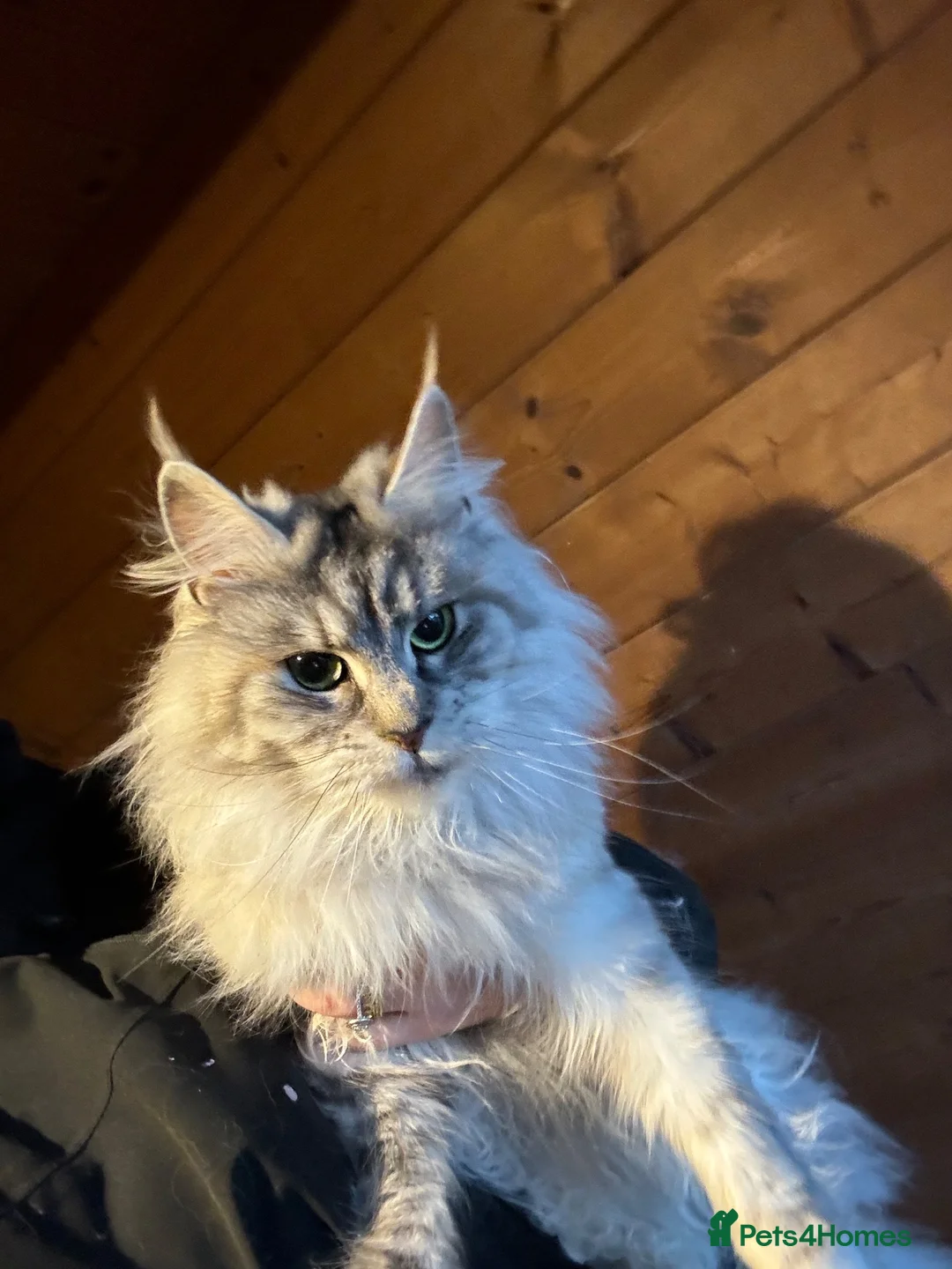 Maine Coon cats for sale: Maine coon girl looking for 5 star home  - Advert 2