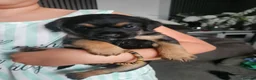 Border Terrier dogs for sale: Border terrier puppies  - Advert 4