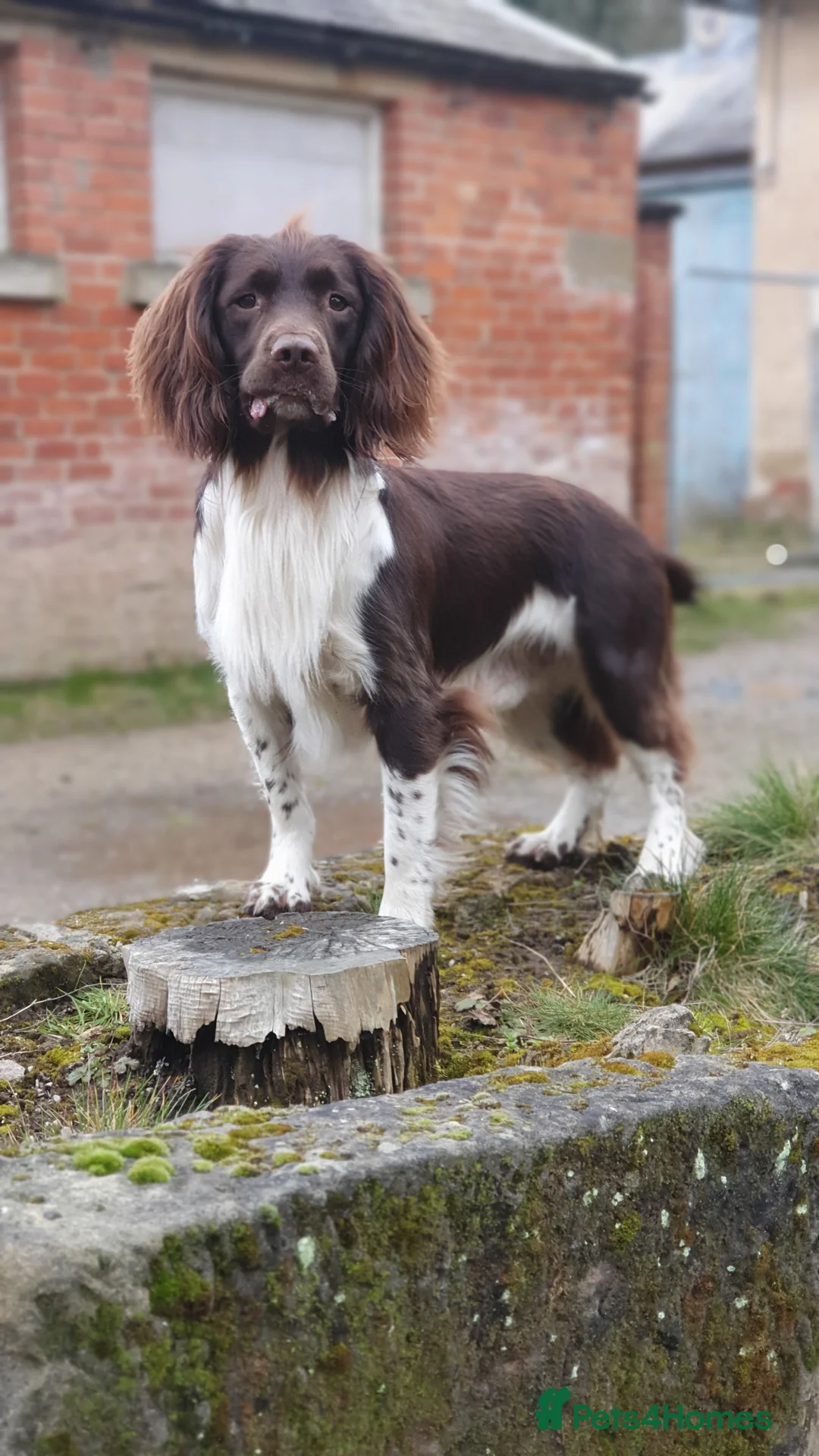 English Springer Spaniel dogs for stud: English Springer Spaniel Stud  in Derby - Advert 9