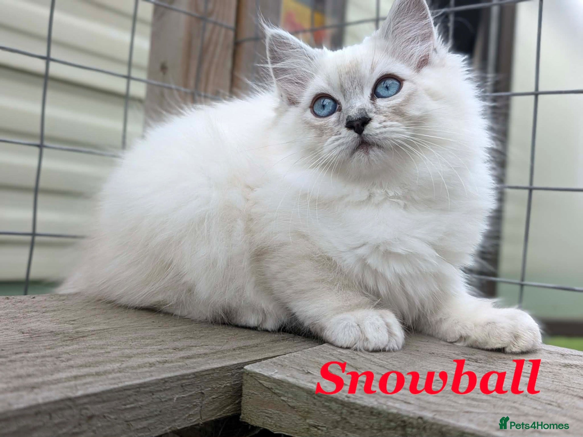 Persian cats Absolutely beautiful Persian/ragdoll Kittens - Advert 4
