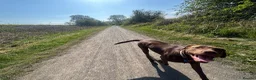 Labrador Retriever dogs for sale: Chocolate Labrador  - Advert 9