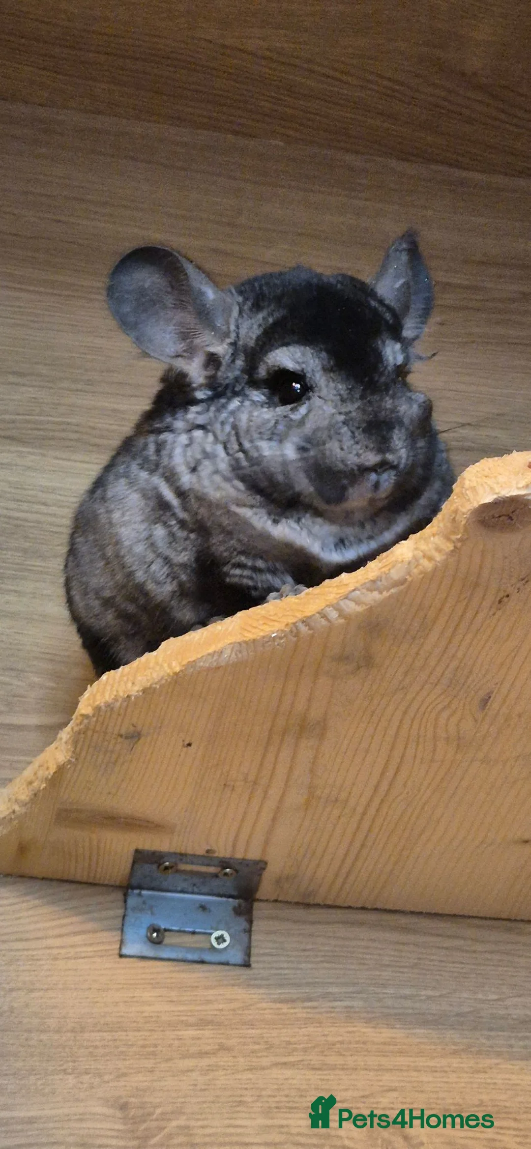 Chinchilla rodents for sale: Male chinchilla available  - Advert 5