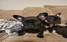French Bulldog dogs for sale: Beautiful frenchie puppies  - Image 4