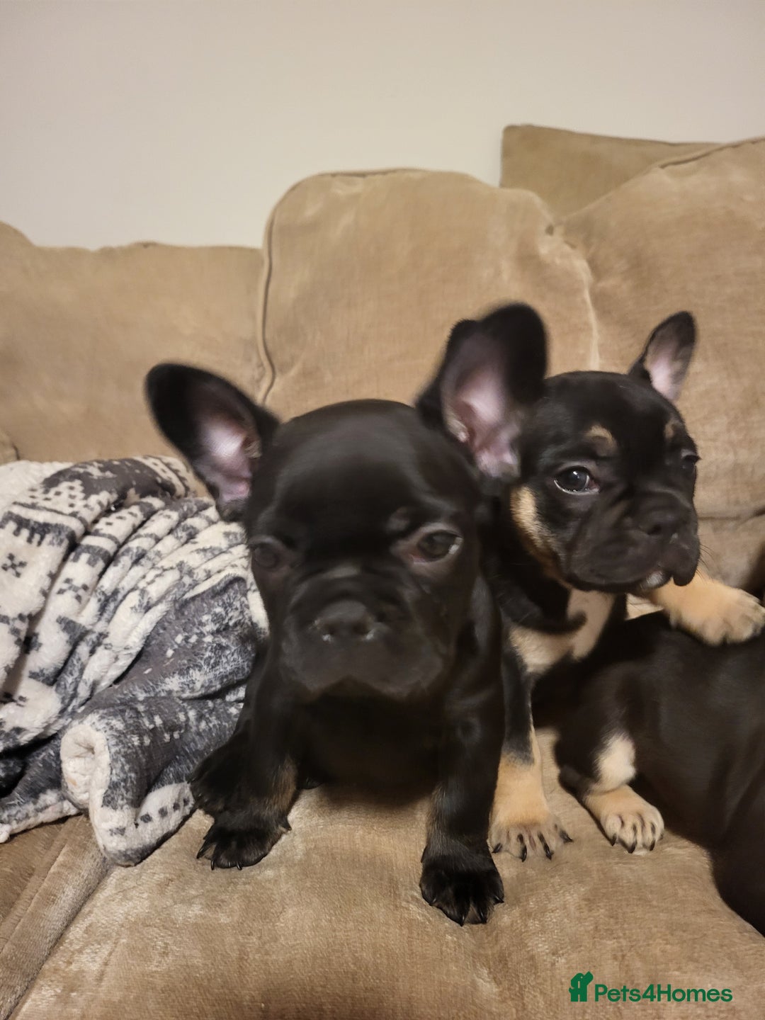 French Bulldog dogs for sale: Beautiful frenchie puppies  - Image 4