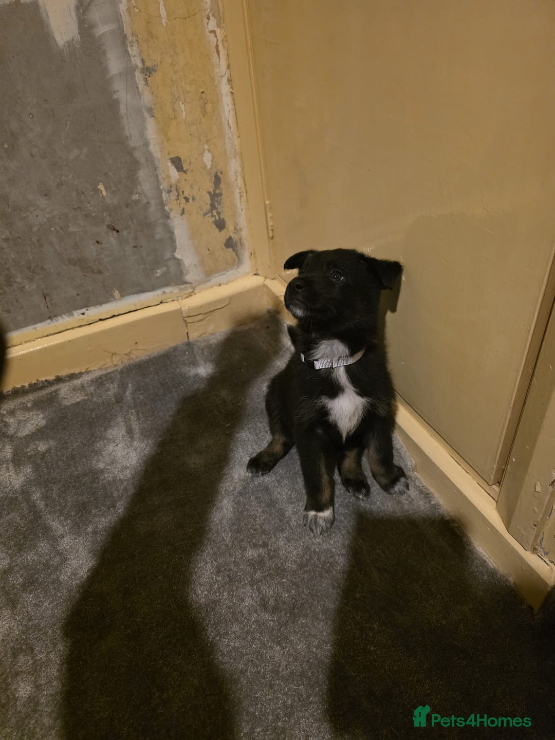 Shepsky dogs for sale: Shepski pups - Advert 9