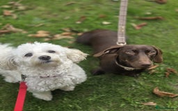 Miniature Dachshund dogs for sale: Dachshund Sad Rehome  - Image 7