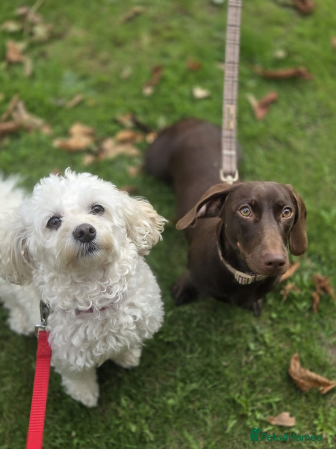 Miniature Dachshund dogs for sale: Dachshund Sad Rehome  - Image 7