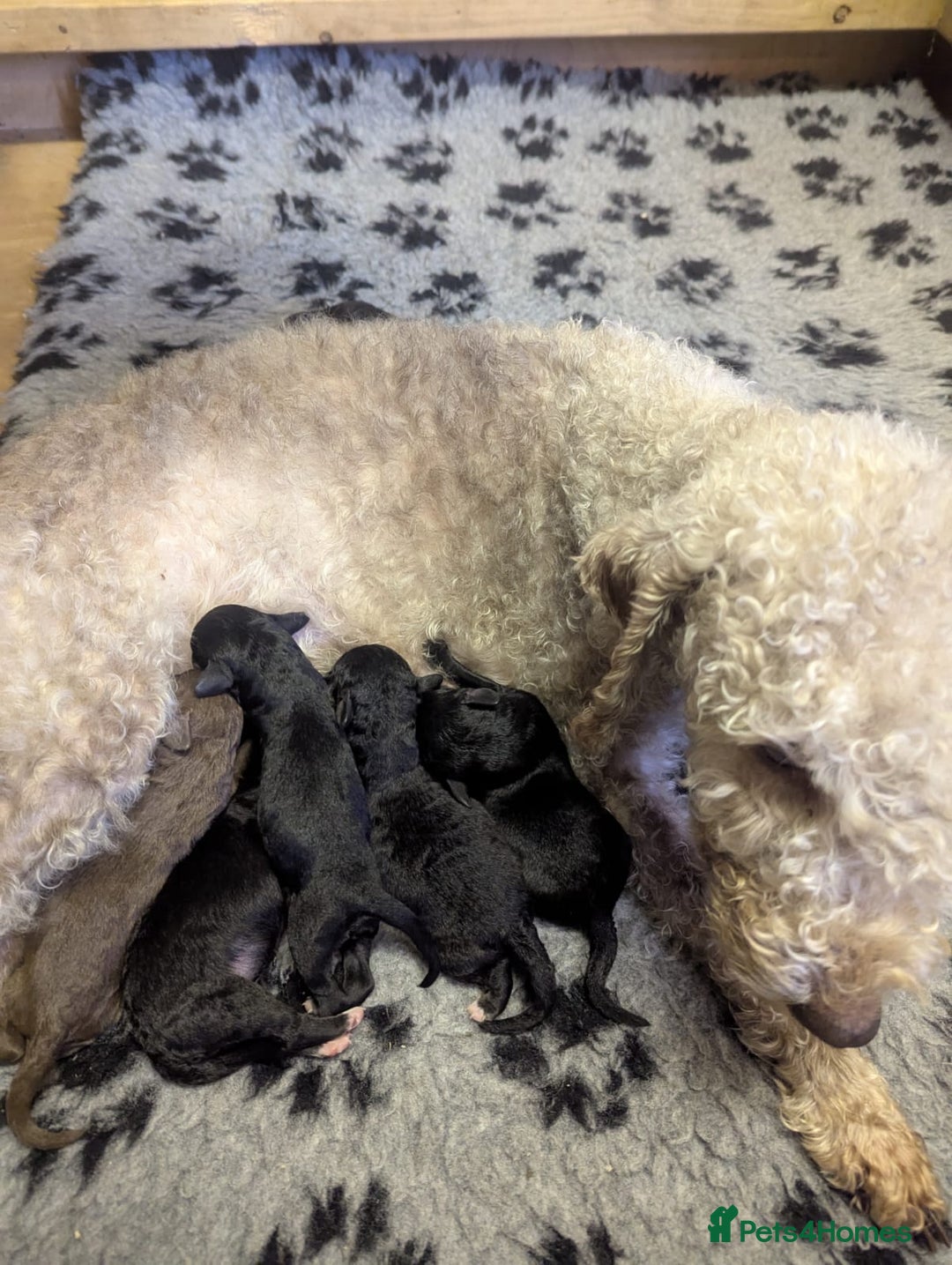Bedlington Terrier dogs for sale: DNA tested purebred Bedlington terrier  - Advert 2