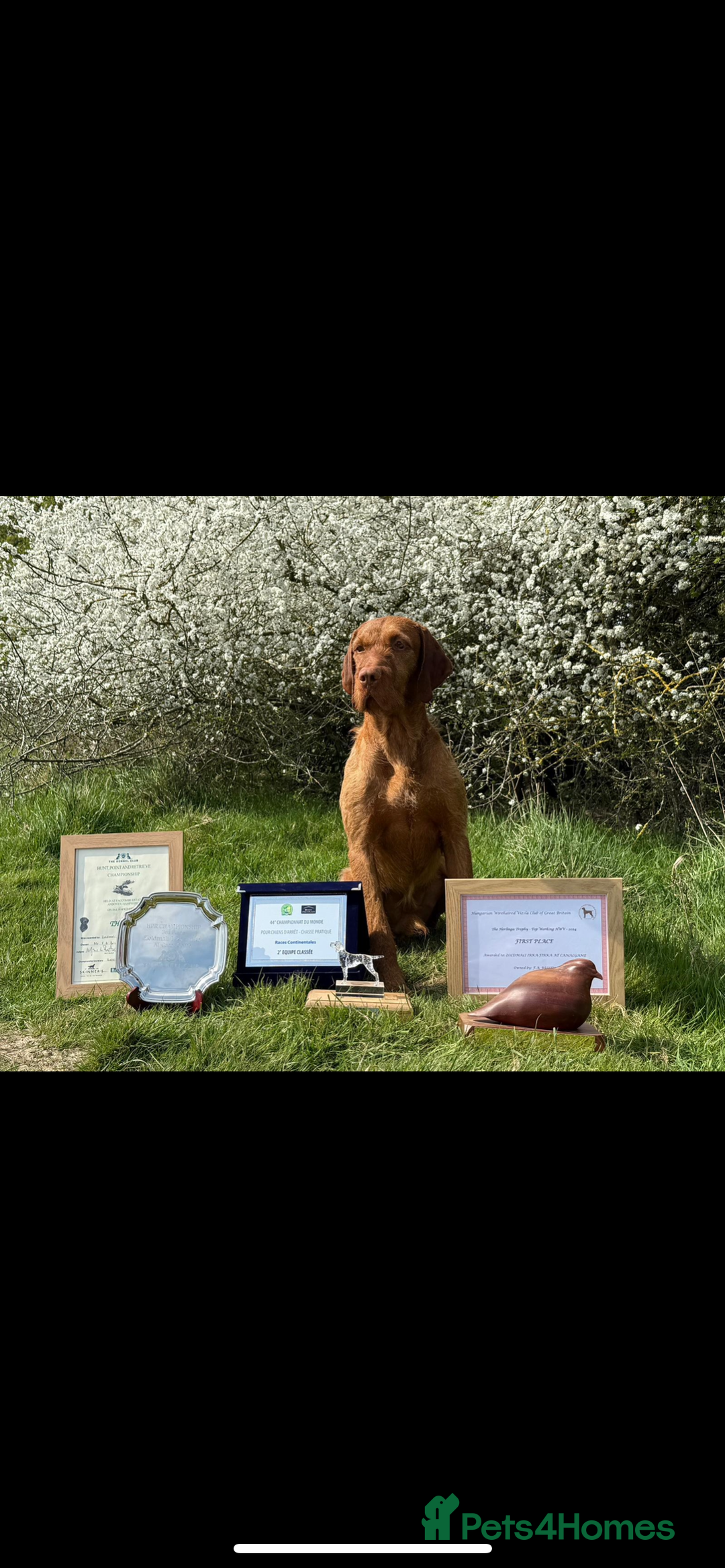 Hungarian Vizsla dogs for sale: Hungarian Wirehaired Vizsla Puppies - Advert 8