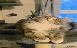 Maine Coon cats for sale: Last girl Tica Beautiful Maine Coon kittens  - Image 39