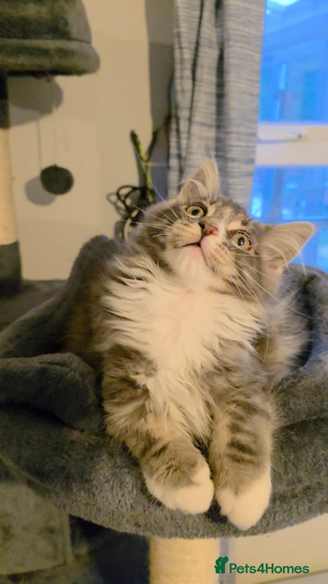 Maine Coon cats for sale: Last girl Tica Beautiful Maine Coon kittens  - Image 39