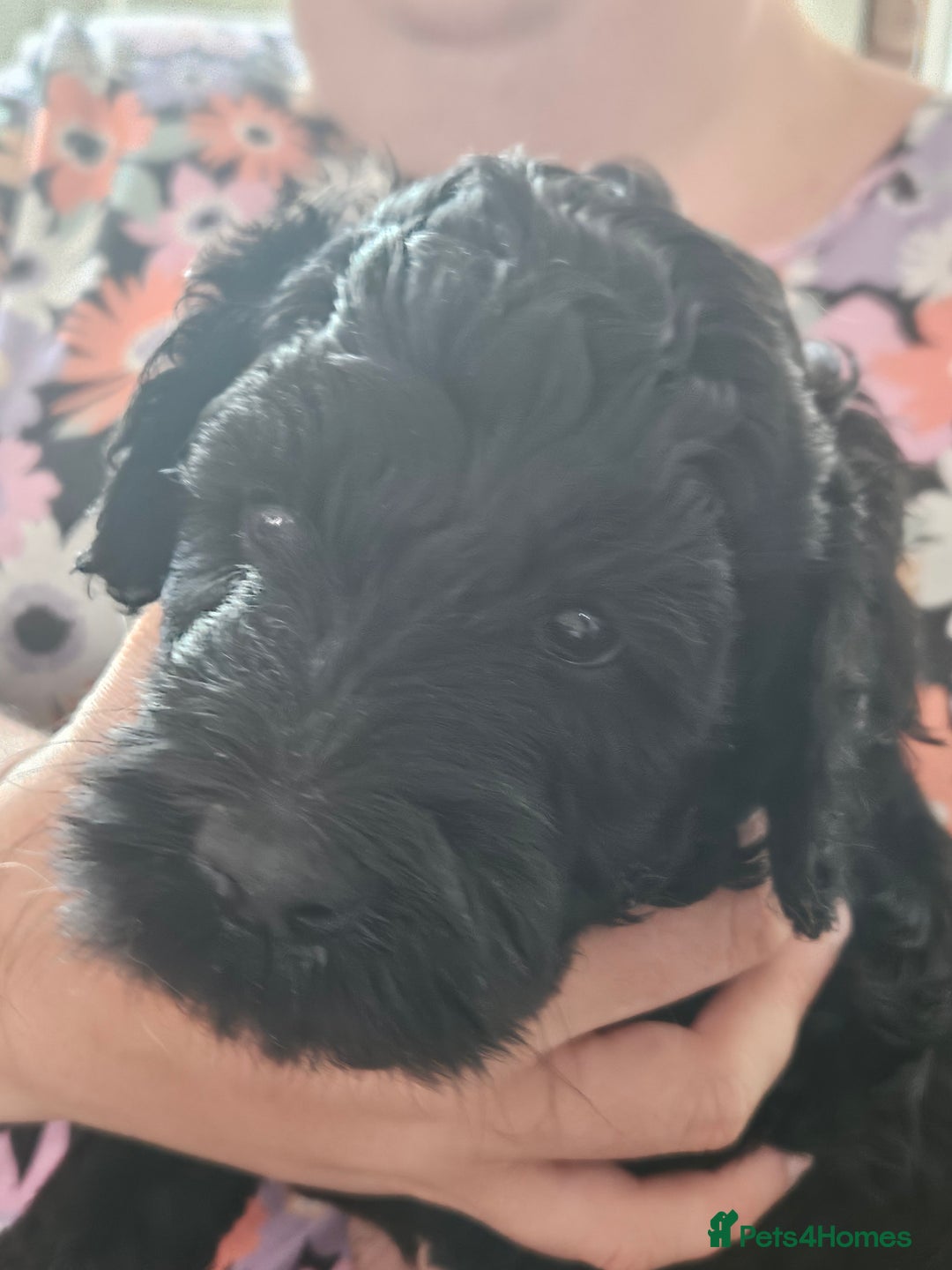 Goldendoodle dogs for sale: FANTASTIC FOUR YORKSHIRE LADS  - Image 11