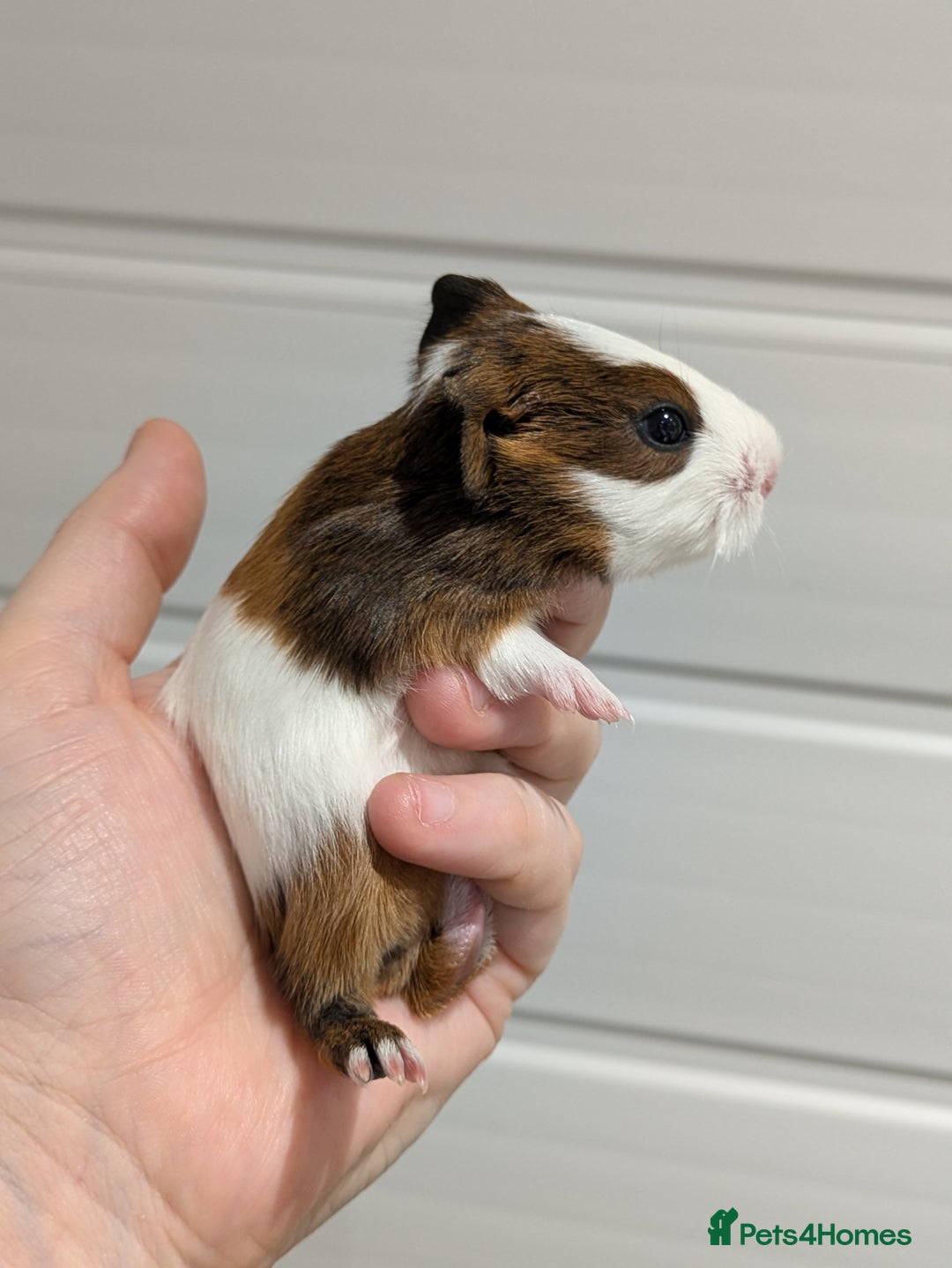 Guinea Pig rodents for sale: Guinea pigs location Dagenham Essex  - Advert 12