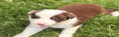 Border Collie 3