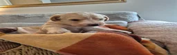 Labradoodle dogs for sale: Labradoodle puppies in Cupar - Advert 13