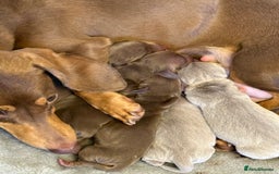 Miniature Dachshund dogs for sale: 🐶 Adorable Dachshund puppies for sale 🐶 - Image 2