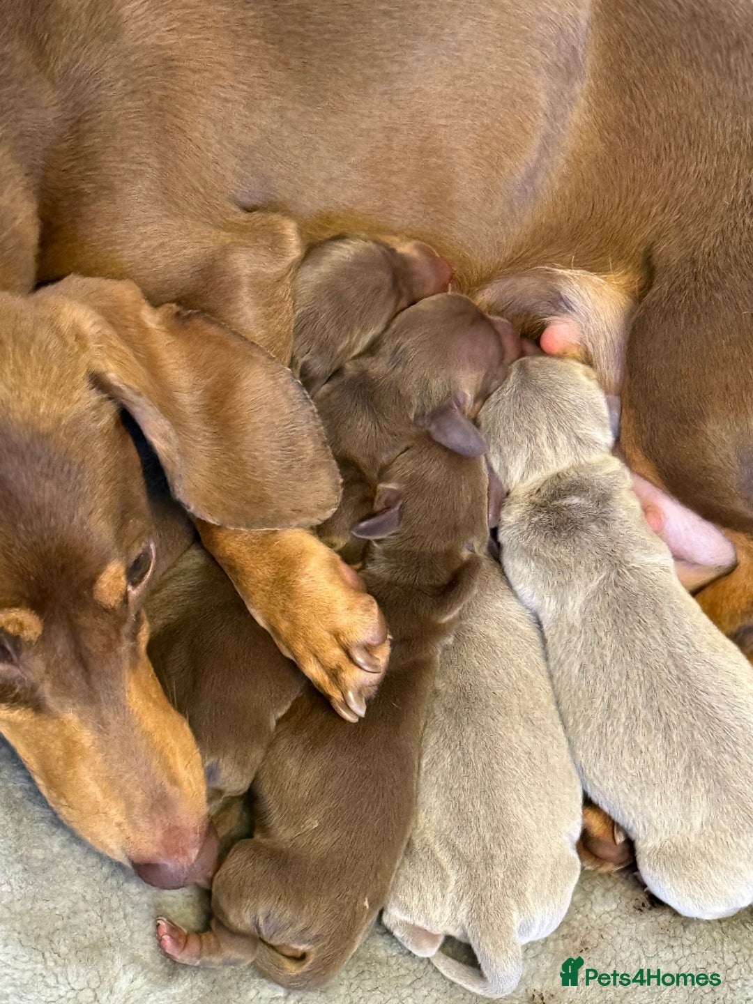 Miniature Dachshund dogs for sale: 🐶 Adorable Dachshund puppies for sale 🐶 - Image 2