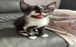 Domestic Shorthair cats for sale: kittens for sale (12 weeks old) - Image 5