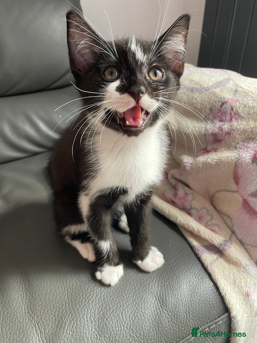 Domestic Shorthair cats for sale: kittens for sale (12 weeks old) - Image 5