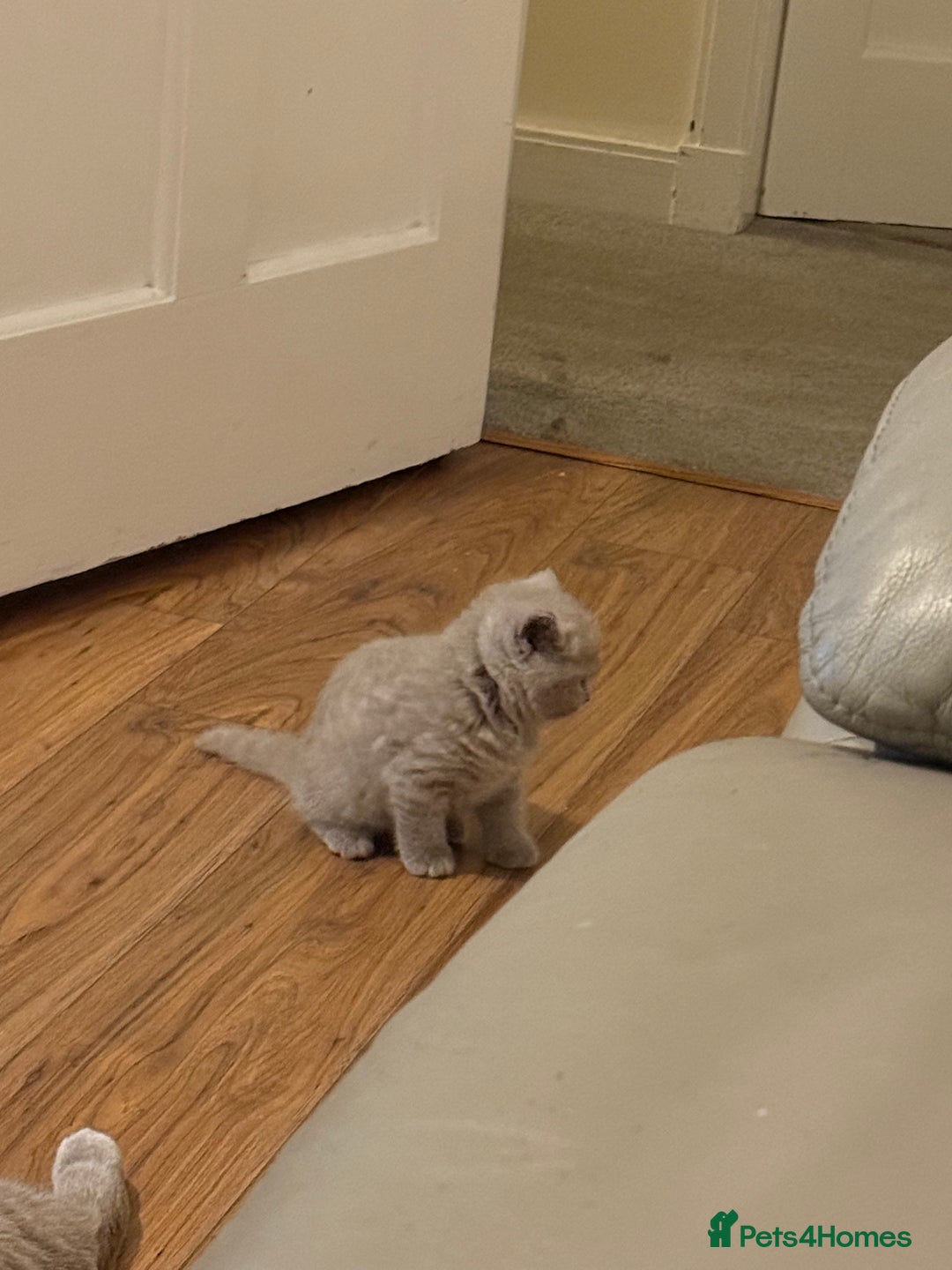 British Shorthair cats for sale: Beautiful rare lilac British shorthair kittens - Image 7